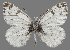  ( - CSG31614)  @11 [ ] CreativeCommons - Attribution Non-Commercial (2018) Crispin S Guppy Crispin S Guppy Collection
