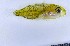  (Calamus pennatula - GE_038)  @11 [ ] copyright © (2023) Eliot RUIZ MARBEC