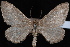  (Psychophora sp. C - CNCLEP00034123)  @14 [ ] CreativeCommons - Attribution Non-Commercial Share-Alike (2010) Unspecified University of British Columbia