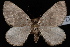  (Psychophora sp. D - CNCLEP00034124)  @14 [ ] CreativeCommons - Attribution Non-Commercial Share-Alike (2010) Unspecified University of British Columbia