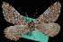  (Psychophora sp - CNCLEP00034184)  @13 [ ] CreativeCommons - Attribution Non-Commercial Share-Alike (2010) Unspecified University of British Columbia