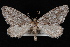  (Hydriomena manzanita - CNCLEP00034031)  @14 [ ] CreativeCommons - Attribution Non-Commercial Share-Alike (2010) Unspecified University of British Columbia