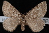  (Psychophora sp. E - CNCLEP00034126)  @13 [ ] CreativeCommons - Attribution Non-Commercial Share-Alike (2010) Unspecified University of British Columbia