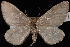  (Psychophora sp. I - CNCLEP00034130)  @14 [ ] CreativeCommons - Attribution Non-Commercial Share-Alike (2010) Unspecified University of British Columbia