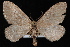  (Psychophora phocata - CNCLEP00034135)  @14 [ ] CreativeCommons - Attribution Non-Commercial Share-Alike (2010) Unspecified University of British Columbia