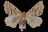  (Tetracis pallulata - JECW-07-0101)  @14 [ ] CreativeCommons - Attribution (2010) Unspecified University of British Columbia
