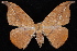  (Oxydia masthalaJW01Me - JECW-07-0202)  @14 [ ] CreativeCommons - Attribution (2010) Unspecified University of British Columbia