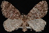  (Hydriomena marinata - PFC-2007-0305)  @13 [ ] CreativeCommons - Attribution (2010) Unspecified University of British Columbia