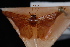  (Idaea demissaria - PFC-2007-0224)  @13 [ ] CreativeCommons - Attribution (2010) Unspecified University of British Columbia