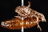  ( - PFC-2007-0238)  @12 [ ] CreativeCommons - Attribution (2010) Unspecified University of British Columbia