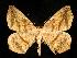  (Prochoerodes lineola - UASM59403)  @14 [ ] Unspecified (default): All Rights Reserved  Unspecified Unspecified