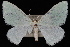  (Chlorosea margaretaria - WFBM-07-0075)  @13 [ ] CreativeCommons - Attribution (2010) Unspecified University of British Columbia