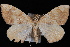  (Eulithis luteolata - WFBM-07-0078)  @14 [ ] CreativeCommons - Attribution (2010) Unspecified University of British Columbia