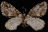  (Hydriomena edenata - WFBM-07-0081)  @12 [ ] CreativeCommons - Attribution (2010) Unspecified University of British Columbia