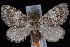  (Hydriomena irata - WFBM-07-0082)  @13 [ ] CreativeCommons - Attribution (2010) Unspecified University of British Columbia