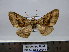  ( - BC AL Geo 00249)  @12 [ ] Copyright (2010) Unspecified Research Collection of Antoine Leveque
