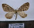  (Thera britannica x variata - BC AL Geo 00291)  @11 [ ] Copyright (2010) Unspecified Research Collection of Antoine Leveque