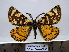  (Eurranthis plummistaria - BC AL Geo 00295)  @14 [ ] Copyright (2010) Unspecified Research Collection of Antoine Leveque