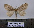  (Thera variata x britannica - BC AL Geo 00310)  @11 [ ] Copyright (2010) Unspecified Research Collection of Antoine Leveque