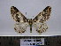  ( - BC AL Geo 00372)  @13 [ ] Copyright (2010) Unspecified Research Collection of Antoine Leveque