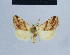  ( - BC ZSM Lep 54618)  @13 [ ] CreativeCommons - Attribution Non-Commercial Share-Alike (2014) Axel Hausmann/Bavarian State Collection of Zoology (ZSM) SNSB, Zoologische Staatssammlung Muenchen