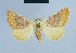  ( - BC ZSM Lep 54625)  @12 [ ] CreativeCommons - Attribution Non-Commercial Share-Alike (2014) Axel Hausmann/Bavarian State Collection of Zoology (ZSM) SNSB, Zoologische Staatssammlung Muenchen
