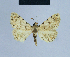  ( - BC ZSM Lep 54626)  @11 [ ] CreativeCommons - Attribution Non-Commercial Share-Alike (2014) Axel Hausmann/Bavarian State Collection of Zoology (ZSM) SNSB, Zoologische Staatssammlung Muenchen