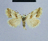  ( - BC ZSM Lep 54628)  @13 [ ] CreativeCommons - Attribution Non-Commercial Share-Alike (2014) Axel Hausmann/Bavarian State Collection of Zoology (ZSM) SNSB, Zoologische Staatssammlung Muenchen