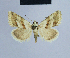  ( - BC ZSM Lep 54629)  @13 [ ] CreativeCommons - Attribution Non-Commercial Share-Alike (2014) Axel Hausmann/Bavarian State Collection of Zoology (ZSM) SNSB, Zoologische Staatssammlung Muenchen