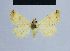  ( - BC ZSM Lep 54631)  @11 [ ] CreativeCommons - Attribution Non-Commercial Share-Alike (2014) Axel Hausmann/Bavarian State Collection of Zoology (ZSM) SNSB, Zoologische Staatssammlung Muenchen