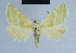  ( - BC ZSM Lep 54632)  @11 [ ] CreativeCommons - Attribution Non-Commercial Share-Alike (2014) Axel Hausmann/Bavarian State Collection of Zoology (ZSM) SNSB, Zoologische Staatssammlung Muenchen