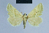  ( - BC ZSM Lep 54633)  @13 [ ] CreativeCommons - Attribution Non-Commercial Share-Alike (2014) Axel Hausmann/Bavarian State Collection of Zoology (ZSM) SNSB, Zoologische Staatssammlung Muenchen