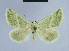 ( - BC ZSM Lep 54634)  @14 [ ] CreativeCommons - Attribution Non-Commercial Share-Alike (2014) Axel Hausmann/Bavarian State Collection of Zoology (ZSM) SNSB, Zoologische Staatssammlung Muenchen