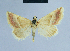  ( - BC ZSM Lep 54653)  @11 [ ] CreativeCommons - Attribution Non-Commercial Share-Alike (2014) Axel Hausmann/Bavarian State Collection of Zoology (ZSM) SNSB, Zoologische Staatssammlung Muenchen
