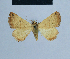  ( - BC ZSM Lep 54662)  @13 [ ] CreativeCommons - Attribution Non-Commercial Share-Alike (2014) Axel Hausmann/Bavarian State Collection of Zoology (ZSM) SNSB, Zoologische Staatssammlung Muenchen