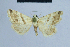  ( - BC ZSM Lep 54664)  @11 [ ] CreativeCommons - Attribution Non-Commercial Share-Alike (2014) Axel Hausmann/Bavarian State Collection of Zoology (ZSM) SNSB, Zoologische Staatssammlung Muenchen