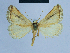  ( - BC ZSM Lep 54667)  @13 [ ] CreativeCommons - Attribution Non-Commercial Share-Alike (2014) Axel Hausmann/Bavarian State Collection of Zoology (ZSM) SNSB, Zoologische Staatssammlung Muenchen