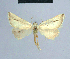  ( - BC ZSM Lep 54668)  @11 [ ] CreativeCommons - Attribution Non-Commercial Share-Alike (2014) Axel Hausmann/Bavarian State Collection of Zoology (ZSM) SNSB, Zoologische Staatssammlung Muenchen