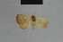  ( - BC ZSM Lep 54670)  @11 [ ] CreativeCommons - Attribution Non-Commercial Share-Alike (2014) Axel Hausmann/Bavarian State Collection of Zoology (ZSM) SNSB, Zoologische Staatssammlung Muenchen