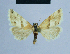  ( - BC ZSM Lep 54672)  @11 [ ] CreativeCommons - Attribution Non-Commercial Share-Alike (2014) Axel Hausmann/Bavarian State Collection of Zoology (ZSM) SNSB, Zoologische Staatssammlung Muenchen