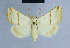  ( - BC ZSM Lep 54685)  @14 [ ] CreativeCommons - Attribution Non-Commercial Share-Alike (2014) Axel Hausmann/Bavarian State Collection of Zoology (ZSM) SNSB, Zoologische Staatssammlung Muenchen