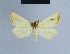  ( - BC ZSM Lep 54691)  @11 [ ] CreativeCommons - Attribution Non-Commercial Share-Alike (2014) Axel Hausmann/Bavarian State Collection of Zoology (ZSM) SNSB, Zoologische Staatssammlung Muenchen