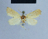  ( - BC ZSM Lep 54698)  @12 [ ] CreativeCommons - Attribution Non-Commercial Share-Alike (2014) Axel Hausmann/Bavarian State Collection of Zoology (ZSM) SNSB, Zoologische Staatssammlung Muenchen