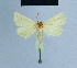  ( - BC ZSM Lep 54699)  @13 [ ] CreativeCommons - Attribution Non-Commercial Share-Alike (2014) Axel Hausmann/Bavarian State Collection of Zoology (ZSM) SNSB, Zoologische Staatssammlung Muenchen