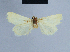  ( - BC ZSM Lep 54703)  @12 [ ] CreativeCommons - Attribution Non-Commercial Share-Alike (2014) Axel Hausmann/Bavarian State Collection of Zoology (ZSM) SNSB, Zoologische Staatssammlung Muenchen
