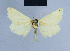  ( - BC ZSM Lep 54704)  @13 [ ] CreativeCommons - Attribution Non-Commercial Share-Alike (2014) Axel Hausmann/Bavarian State Collection of Zoology (ZSM) SNSB, Zoologische Staatssammlung Muenchen