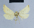  ( - BC ZSM Lep 54705)  @13 [ ] CreativeCommons - Attribution Non-Commercial Share-Alike (2014) Axel Hausmann/Bavarian State Collection of Zoology (ZSM) SNSB, Zoologische Staatssammlung Muenchen