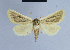 ( - BC ZSM Lep 54707)  @14 [ ] CreativeCommons - Attribution Non-Commercial Share-Alike (2014) Axel Hausmann/Bavarian State Collection of Zoology (ZSM) SNSB, Zoologische Staatssammlung Muenchen
