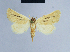  ( - BC ZSM Lep 54708)  @13 [ ] CreativeCommons - Attribution Non-Commercial Share-Alike (2014) Axel Hausmann/Bavarian State Collection of Zoology (ZSM) SNSB, Zoologische Staatssammlung Muenchen