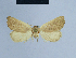  ( - BC ZSM Lep 54710)  @12 [ ] CreativeCommons - Attribution Non-Commercial Share-Alike (2014) Axel Hausmann/Bavarian State Collection of Zoology (ZSM) SNSB, Zoologische Staatssammlung Muenchen